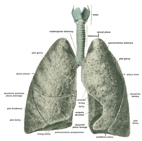 Płuca (źródło: anatomiac.w.interia.pl)